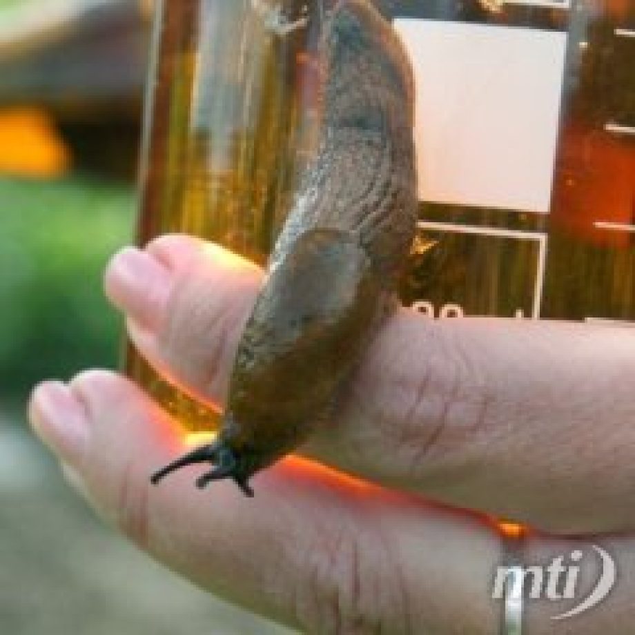 Nyers meztelen csigától került életveszélybe egy férfi