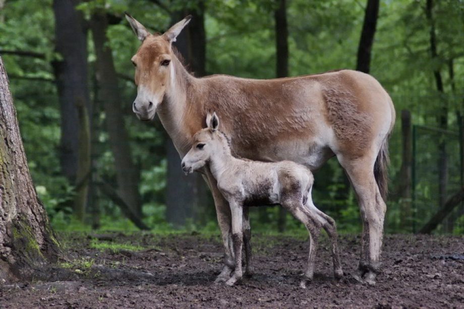 ZOO HÍREK – még több csikó és Áloméj a Miskolci Állatkertben