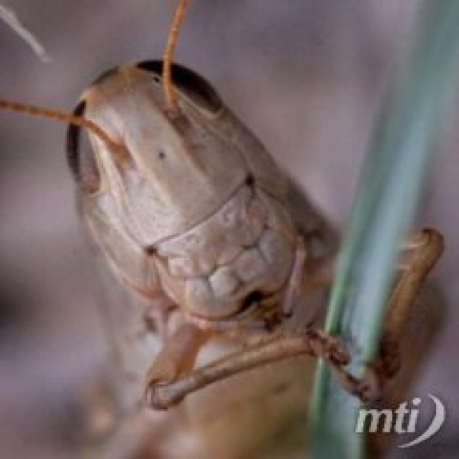 Negyedmillió órányi tücsökpornó