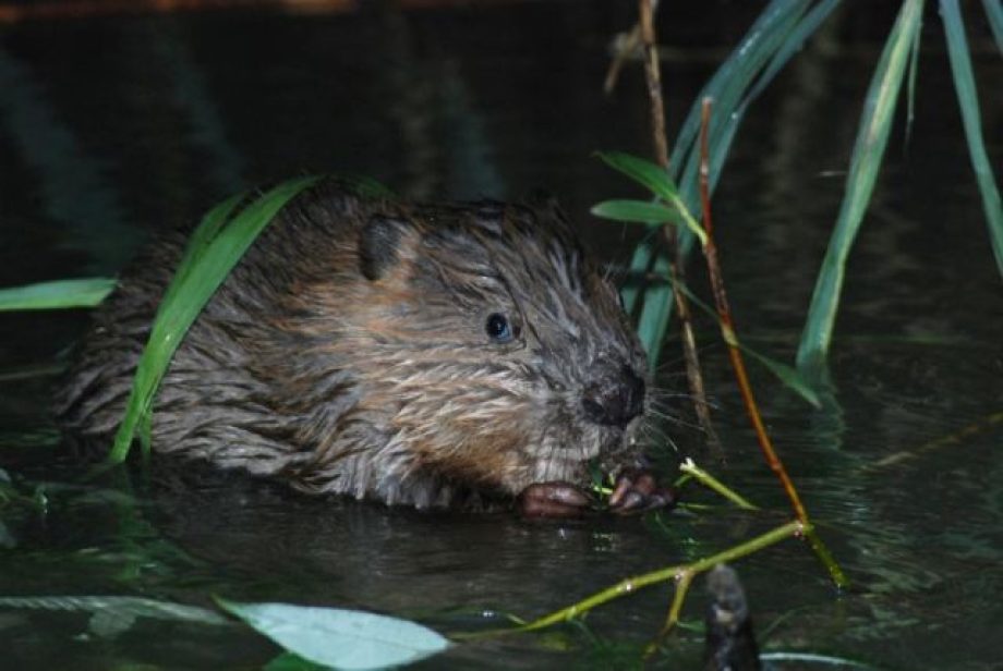 5716-maradtak-a-hodok-a-tisza-tonal