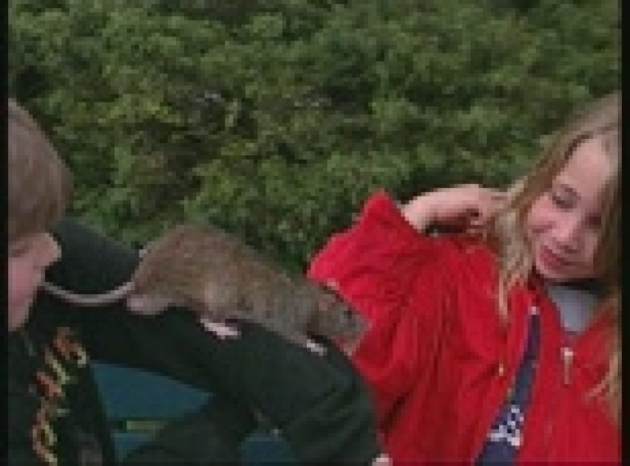 5731-varosi-patkanyok