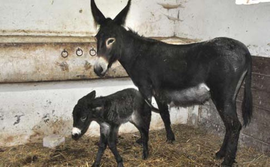 6140-sul-menyasszony-es-csacsi-miskolcon