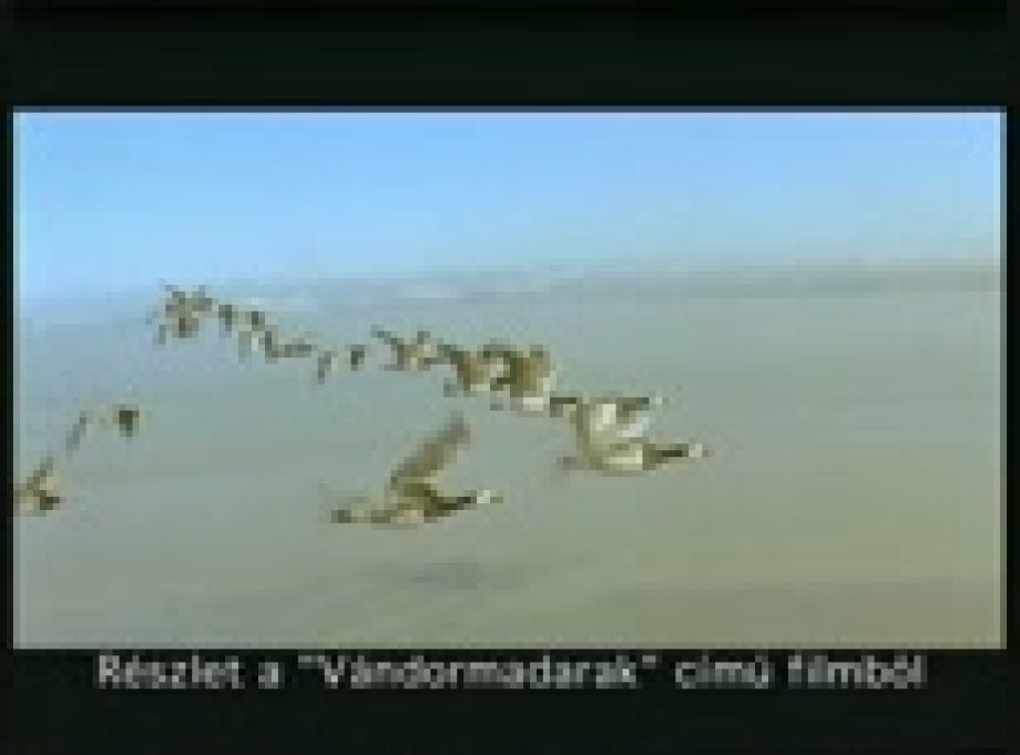 6394-a-madarak-tajekozodasa