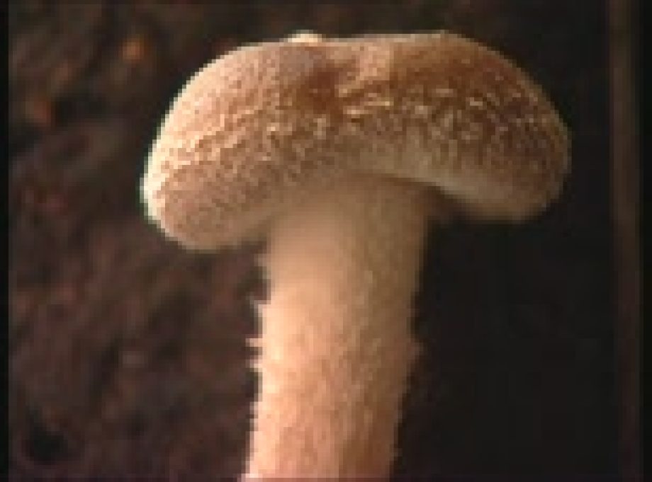 6586-shiitake-gomba