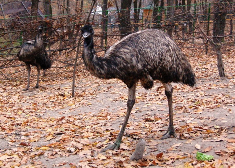 6962-koltozesek-az-emuknal