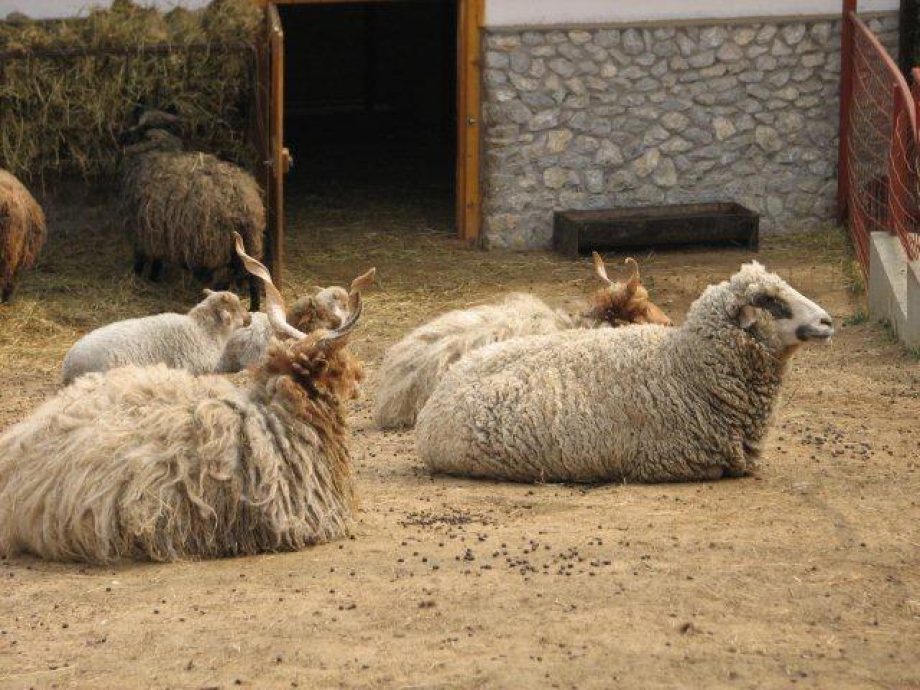 8204-miskolc-zoo-hirek