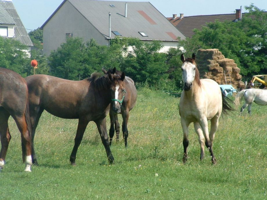 9745-lovasijasz