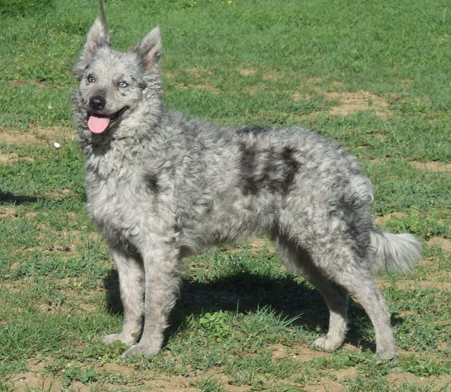 Morzsa