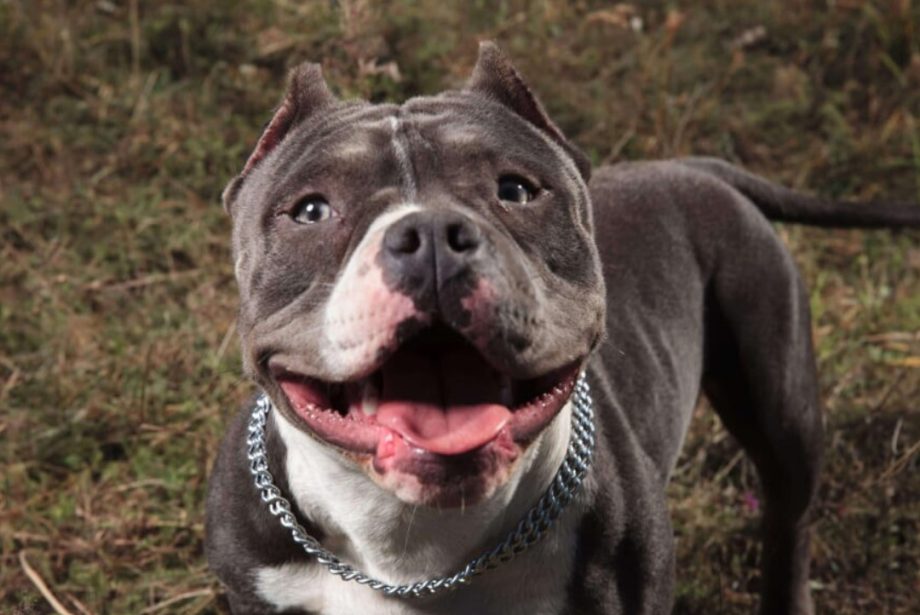 amstaff