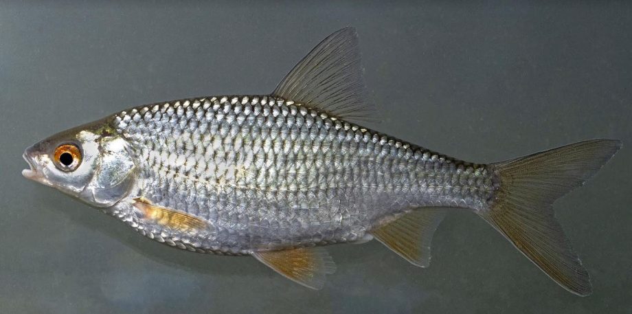 bodorka