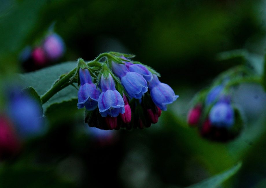 comfrey-5278871_1280