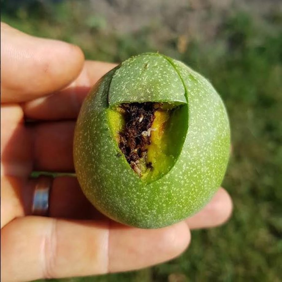 diólégy