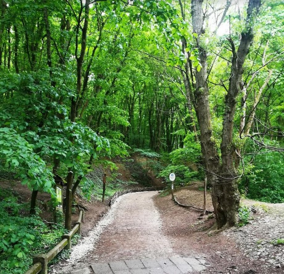 erdők