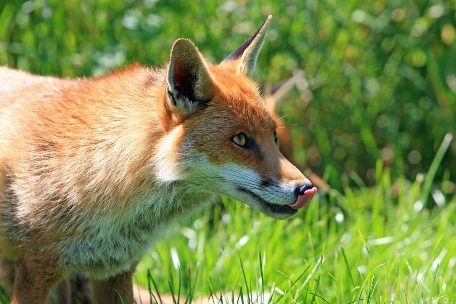 fox-275961_1280