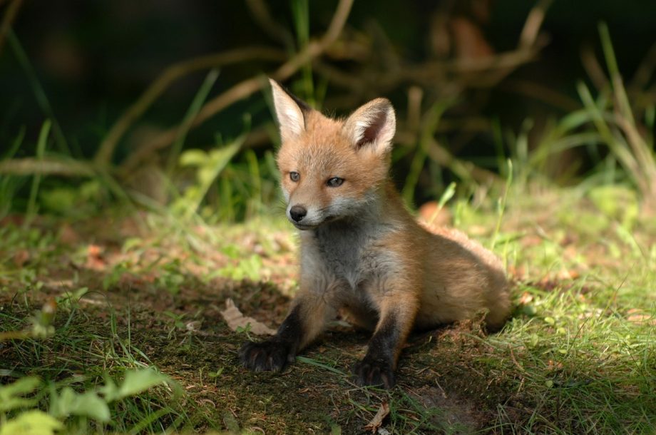 mammals-3218028_1280