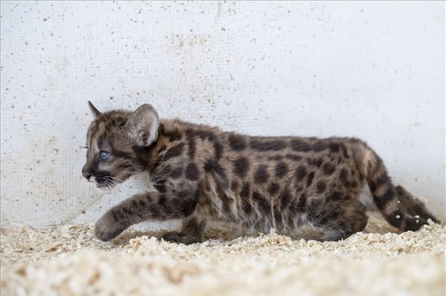 puma