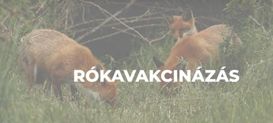róka