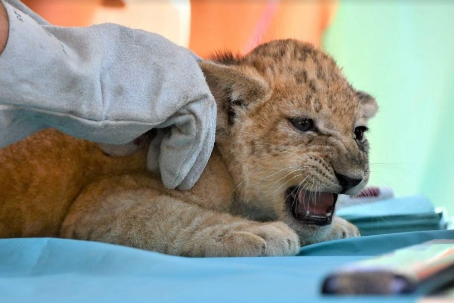 zoo